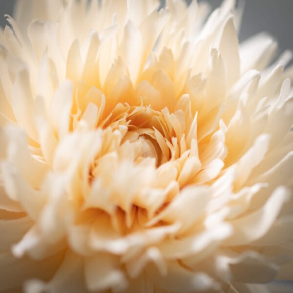 Ivory Dahlia - Image 2