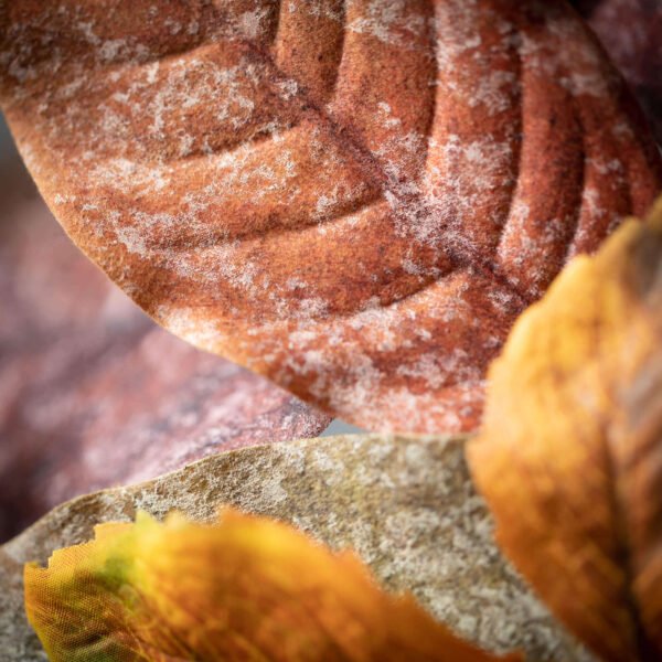 Mixed Autumn Leaf - Image 2